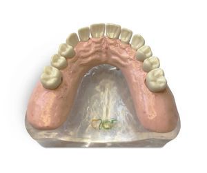 modelo anatômico de dentição 1