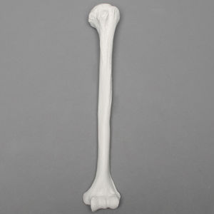 modelo anatômico de úmero
