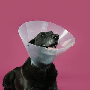 colar elizabetano para cães