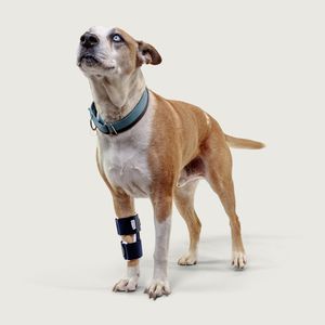 tala veterinária para pata