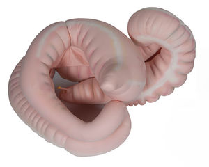 modelo anatômico de sistema digestivo