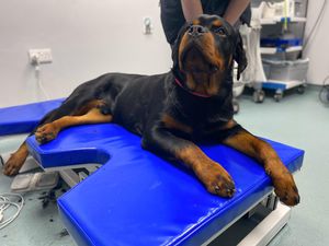 mesa de exame para uso veterinário / para ecografia / elétrica / de altura regulável