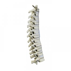 modelo anatômico de vértebras torácicas 1