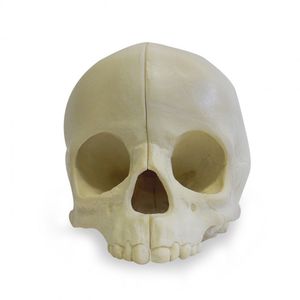 modelo de crânio 1