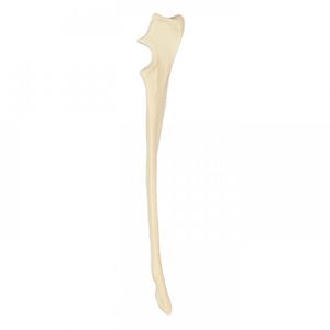 modelo anatômico de cúbito