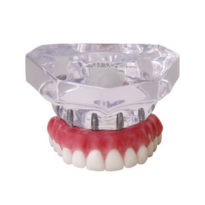 modelo anatômico de dentição