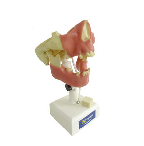 modelo de mandíbula 1