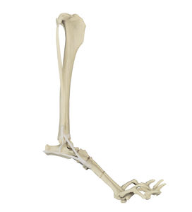 modelo de osso