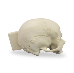 modelo de crânio