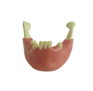 modelo de mandíbula 1