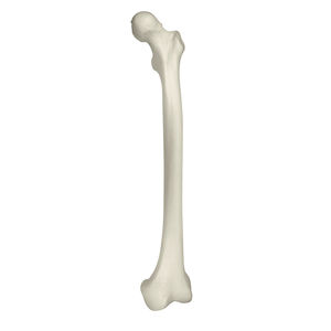 modelo de osso 1