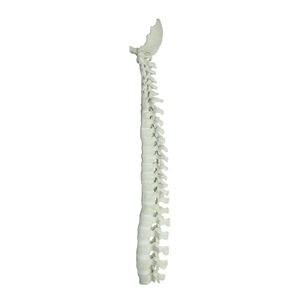 modelo de coluna vertebral