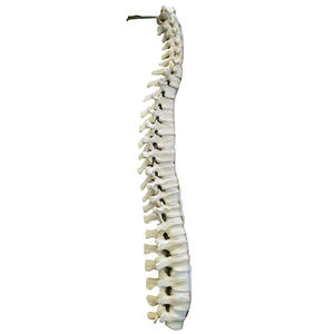 modelo de coluna vertebral