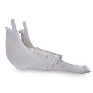 modelo anatômico de maxilares 1