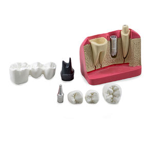 modelo anatômico odontológico