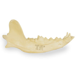 modelo de mandíbula