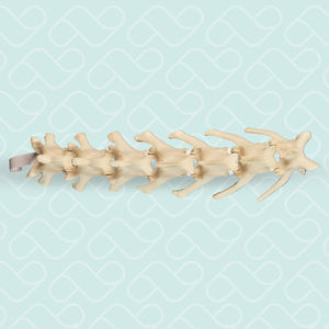 modelo anatômico de coluna vertebral lombar