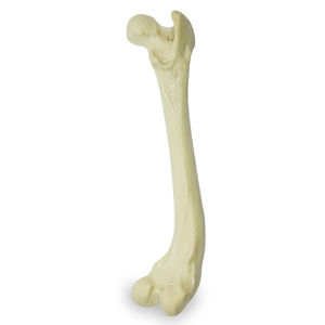 modelo anatômico de fêmur
