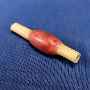 modelo anatômico de trompa de Falópio