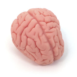modelo de cérebro