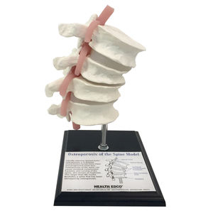 modelo anatômico de coluna vertebral