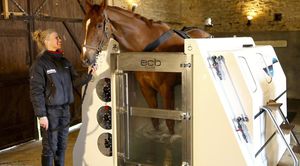 spa animal para equídeos