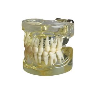 modelo anatômico de dentição