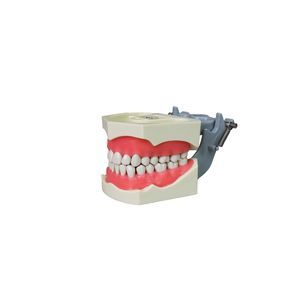 modelo anatômico de dentição