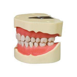 modelo de dente