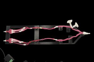 simulador para cirurgia vascular