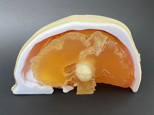 modelo de crânio