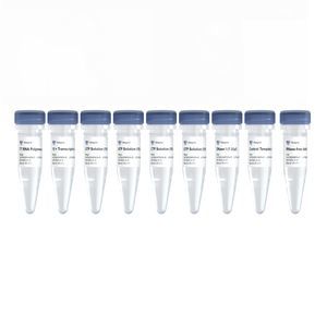 kit de reagentes enzima T7 endonuclease I