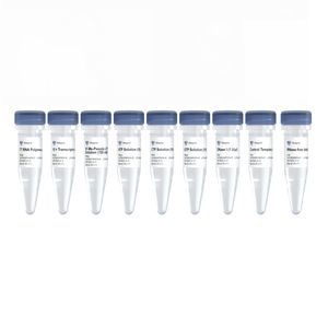 kit de reagentes enzima T7 endonuclease I