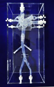 modelo anatômico de veia cava 1