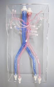 modelo de artéria 1