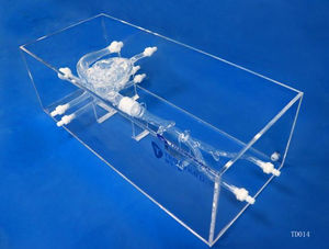modelo de coração