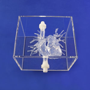 modelo de artéria 1