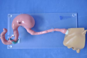 modelo de cabeça 1
