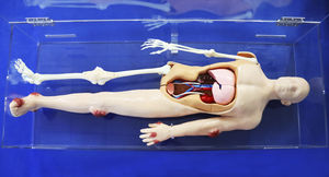 modelo anatômico de corpo inteiro