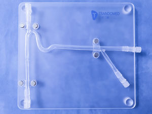 modelo vascular de artéria carótida 1