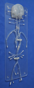 modelo anatômico intracraniano 1