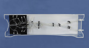modelo anatômico intracraniano 1