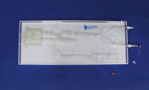modelo vascular intracraniano 1