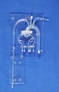 modelo anatômico das artérias coronárias 1