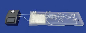 modelo vascular de Polígono de Willis 1