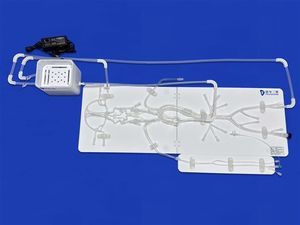 modelo vascular de cérebro 1