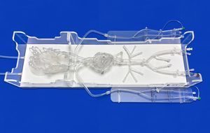 modelo anatômico intracraniano 1