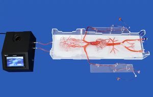 modelo vascular de angiografia 1