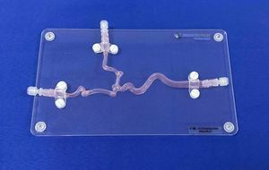 modelo anatômico de artéria carótida
