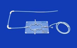 modelo vascular de sistema nervoso